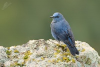 Skalnik modry - Monticola solitarius - Blue Rock-Thrush 4937